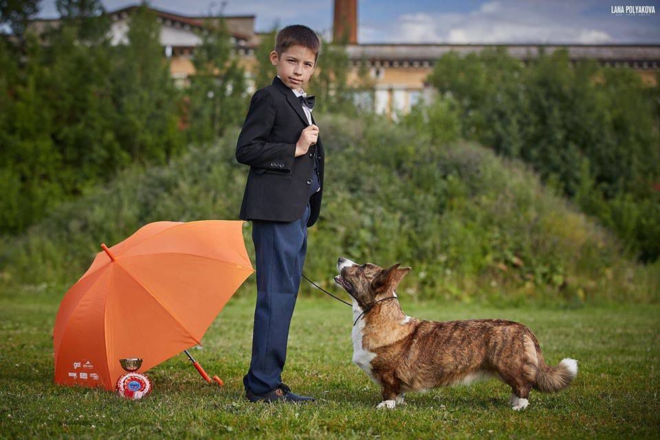 Elfborg Selestina | Cardigan Welsh Corgi 