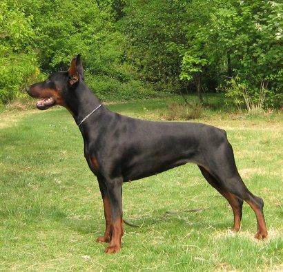 Sant Kreal Tsaritsa Nora | Black Doberman Pinscher