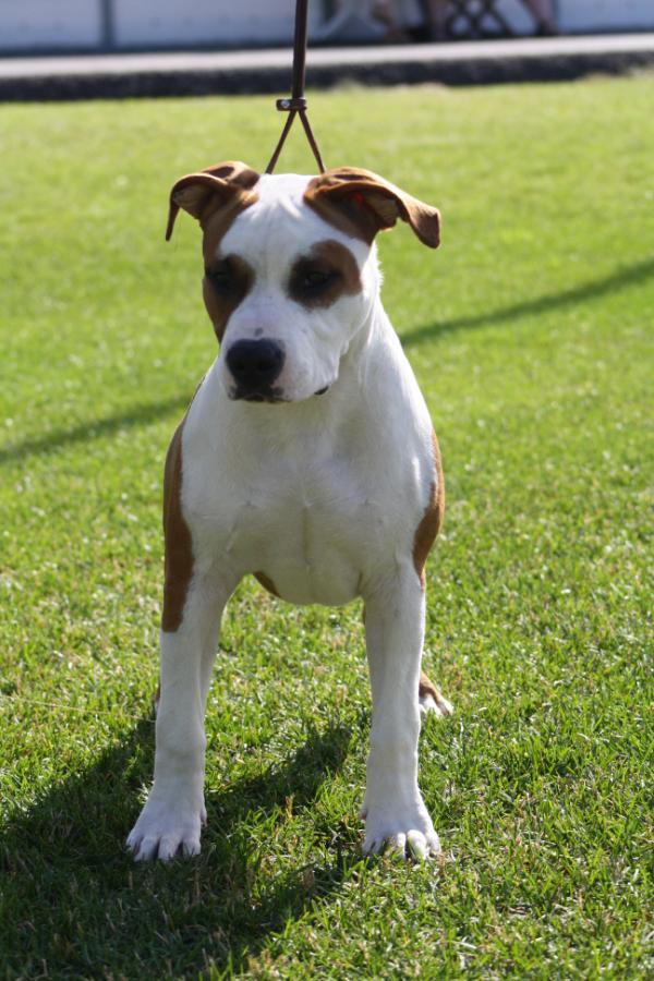 Jekkupatterin Don Juan | American Staffordshire Terrier 