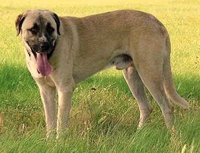 Sakarya's Blazing Legend | Anatolian Shepherd Dog 