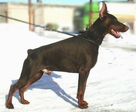 Sant Kreal Ziko | Brown Doberman Pinscher