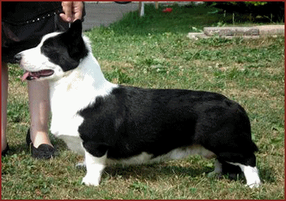 Yardican Cardiridge NOKI NIILO | Cardigan Welsh Corgi 