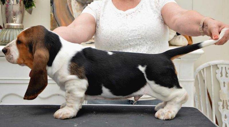 NewDown Bassets Benjamin | Basset Hound 