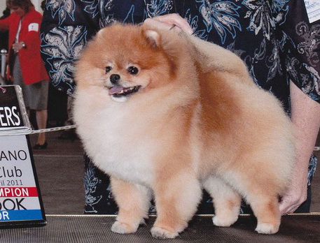 Park Avenue`s Maximum Bet | Pomeranian 