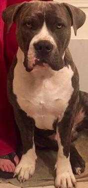 Devil Anse Dreken Tor | American Pit Bull Terrier 