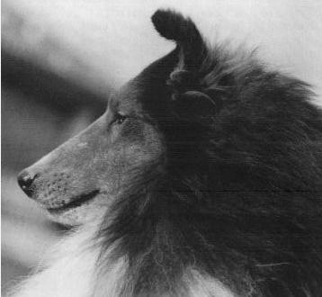 Banchory Reflection | Shetland Sheepdog 