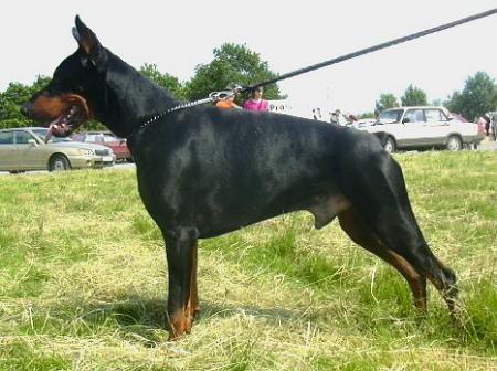 Sant Kreal Dzhelsomino | Black Doberman Pinscher