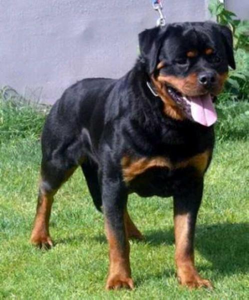 Gismo vom hainichfelson | Rottweiler 