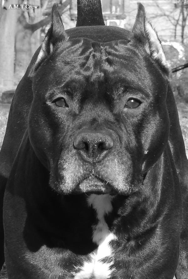 Rapsody Xzigit | American Staffordshire Terrier 