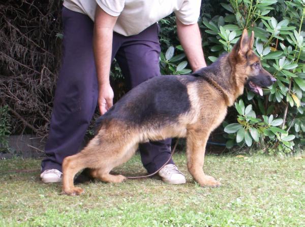 Zar de villacristi | German Shepherd Dog 