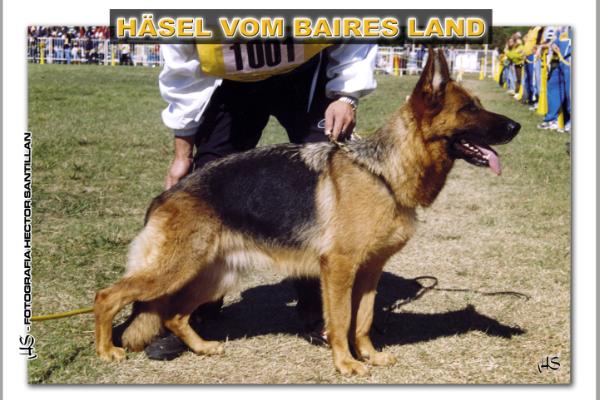 Hasel vom Baires Land | German Shepherd Dog 
