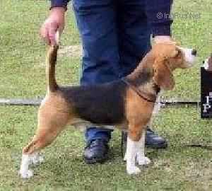 Bournehouse Beaujolais | Beagle 