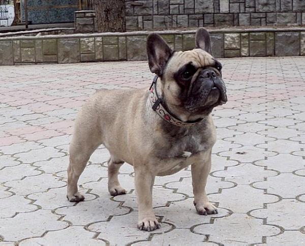 ARTUR HOUSE TADDY | French Bulldog 