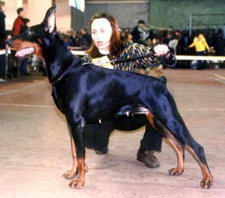 Sant Kreal Di Lady Di | Black Doberman Pinscher