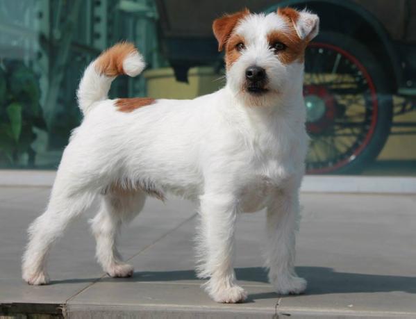 Gus Whitetan of Malan's Rock | Jack Russell Terrier 