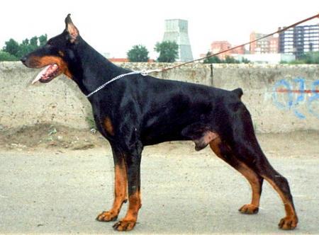 Sant Kreal Ninton | Black Doberman Pinscher