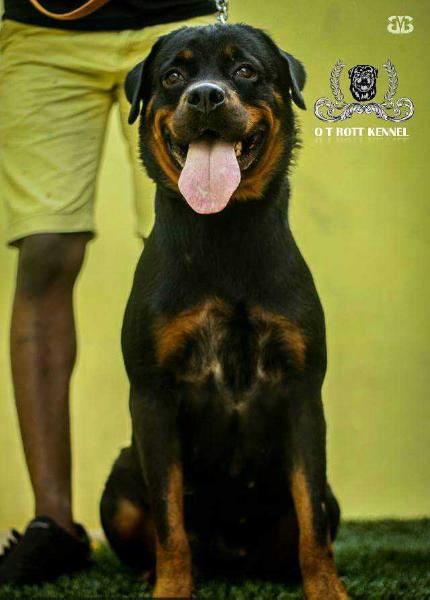 Tasha | Rottweiler 