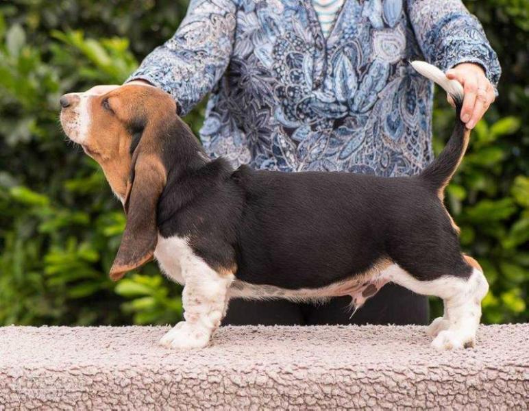 Urquell Lady Barnett's | Basset Hound 