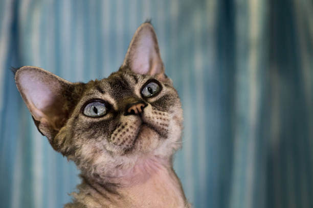 Devon Rex