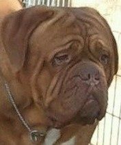 Cymrygold Hamish | Dogue de Bordeaux 