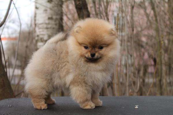 Olympia v. Shteffild | Pomeranian 