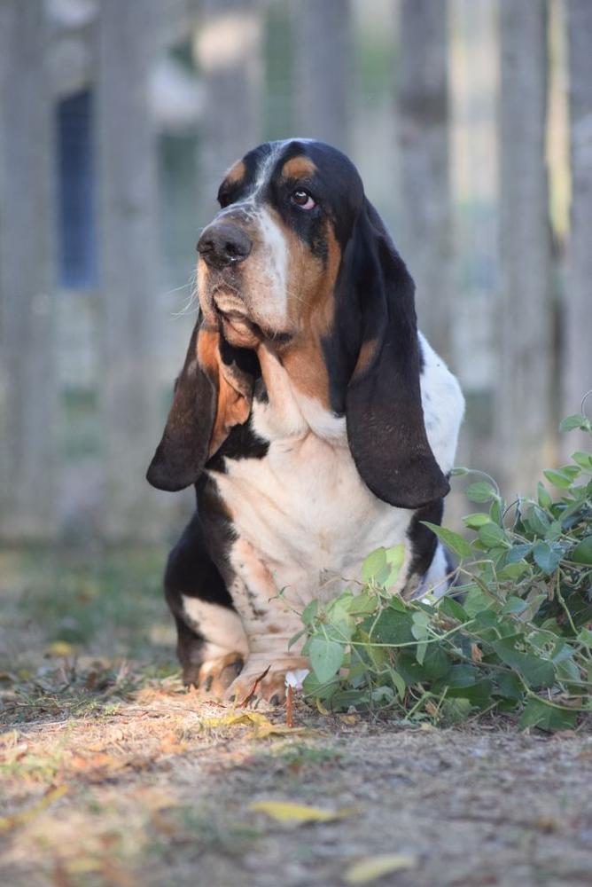 Lux du Haras de la Vergne | Basset Hound 