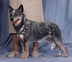 Hgf A-bit-o Blu Jk's Cowchip | Australian Cattle Dog 