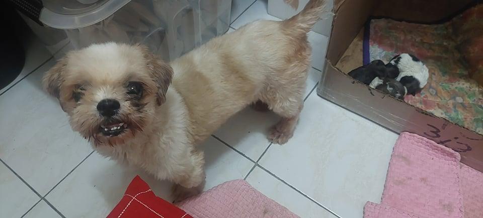 trish of tplaridel | Shih Tzu 