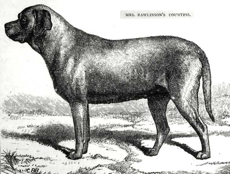 Countess [Mrs Rawlinson's] | Mastiff 