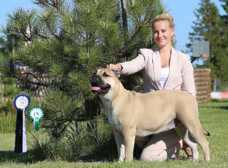 Ideal Dogs GIV Kimberly Queen | Ca de Bou 