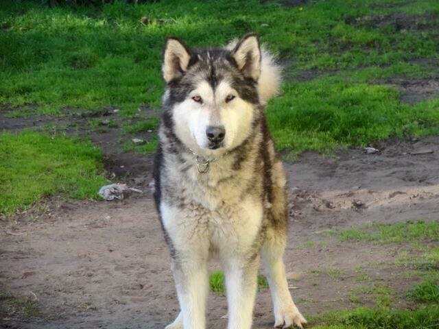 Ghost of Icy Mountain | Alaskan Malamute 