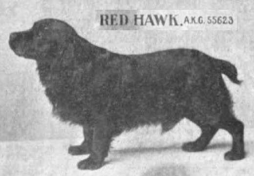 Red Hawk (055623) | American Cocker Spaniel 