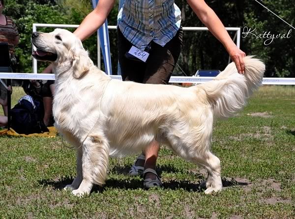 Festival iz Sokolinogo Gnezda | Golden Retriever 