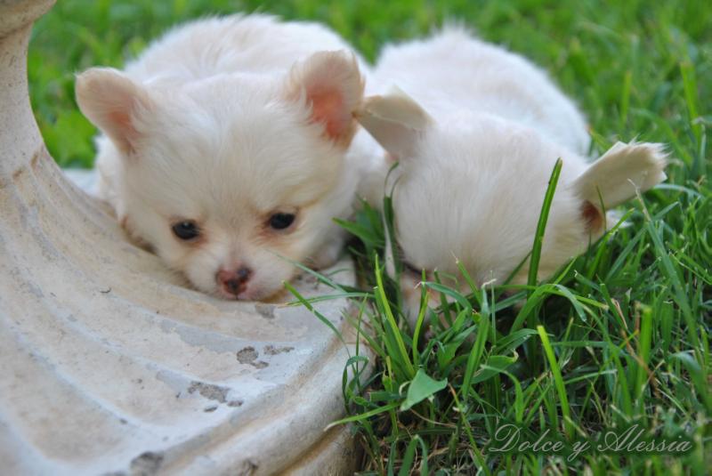 Dolce Tentazione De indicami | Chihuahua 