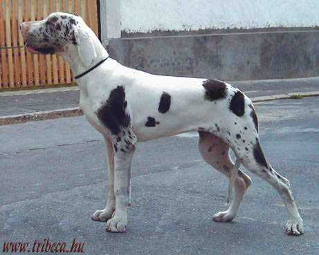 Tribeca Trebia | Great Dane 