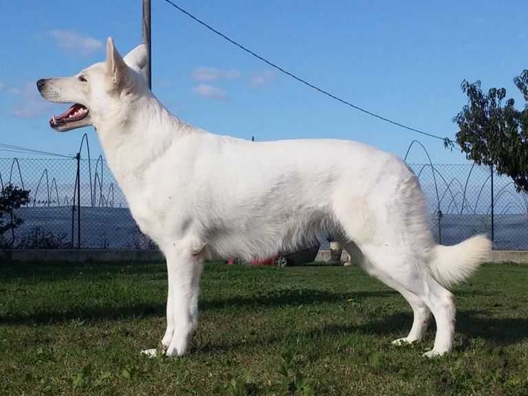 BAIULAND Dafne White Mane | White Swiss Shepherd Dog 