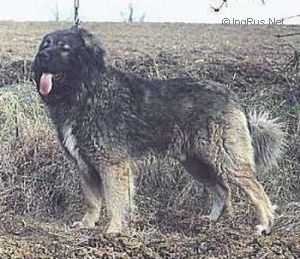 ESTER z KOPFSTEINU | Caucasian Mountain Dog 