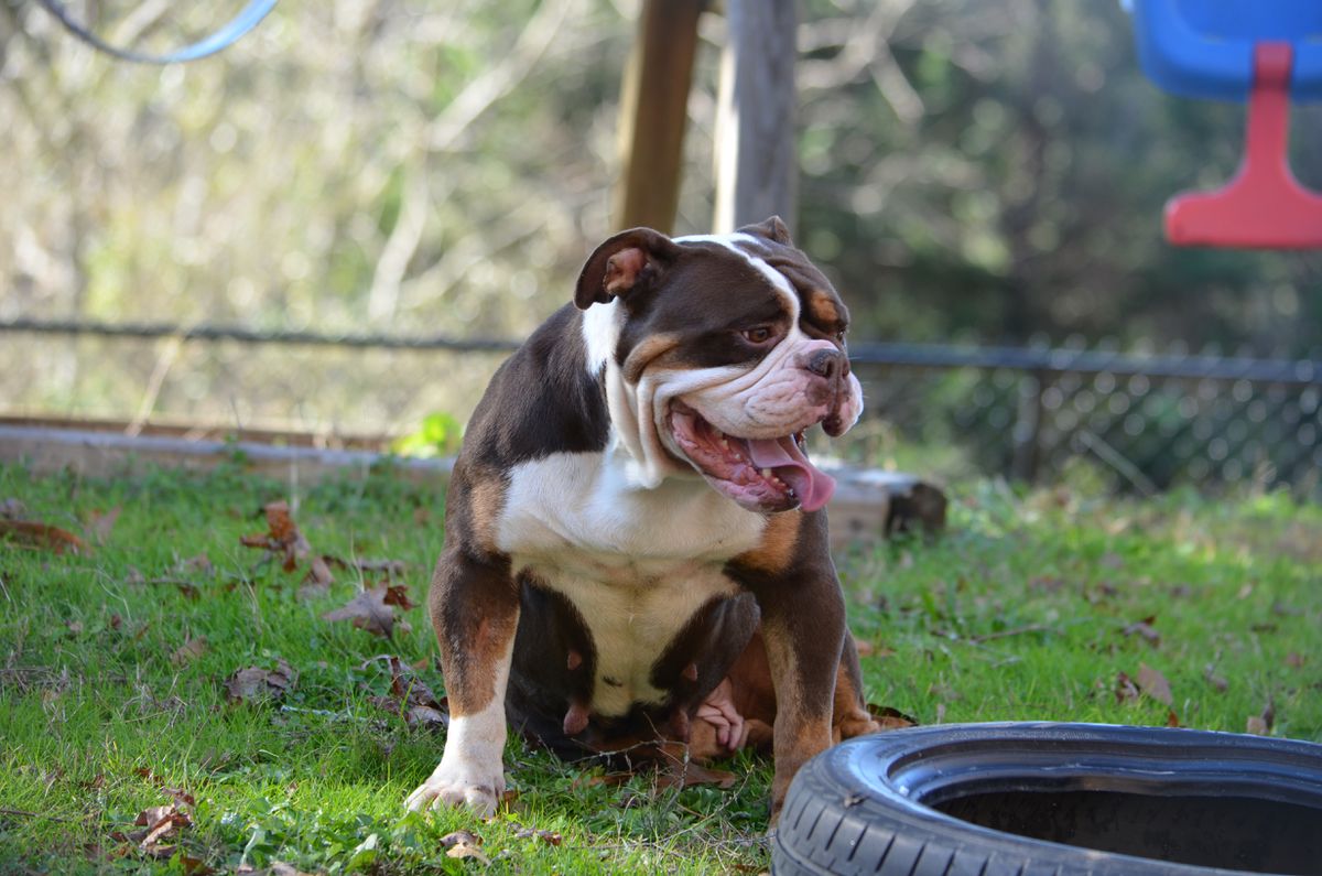 KHAOS' HEART OF PERFORMANCE | Olde English Bulldogge 