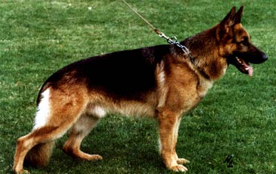 Apoll vom Fliederbusch | German Shepherd Dog 