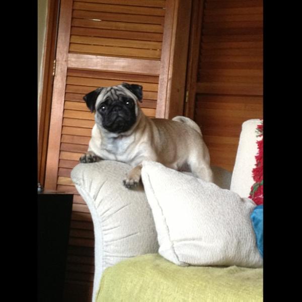 VELANAV'S MILENE | Pug 