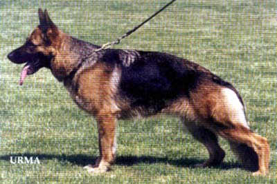 Yolana von der Ostfriesischen Thingstätte | German Shepherd Dog 