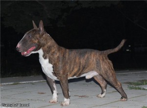 Crystal jevelin hugo boss | Miniature Bull Terrier 