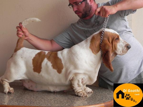 Brave Basset Sonja P. Dunkel | Basset Hound 