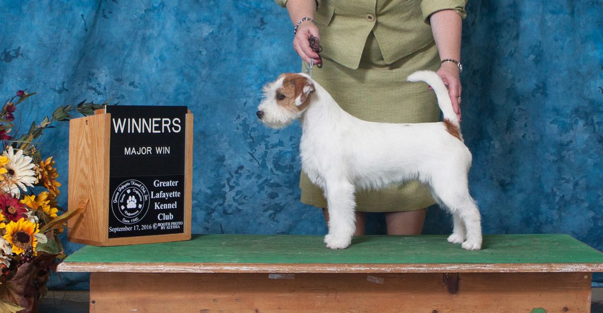 Stylish Lady Iz Imperii Jamper | Jack Russell Terrier 