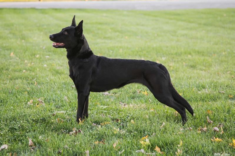 Fabula Nova Crystallis | Belgian Malinois 