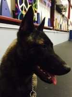 Nora van Arden | Dutch Shepherd 