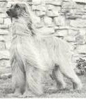 Sasha of Scheherezade [1964] | Afghan Hound 