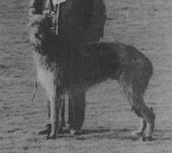 Shenval Barrister | Scottish Deerhound 