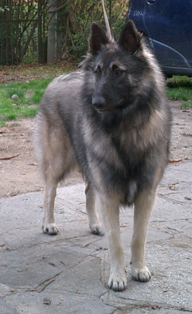 Pashmina-t di Casa Bellegarde | Belgian Groenendael 