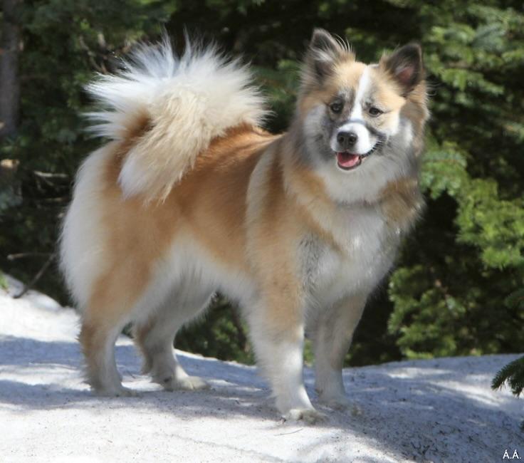 Snætinda Vaka | Icelandic Sheepdog 